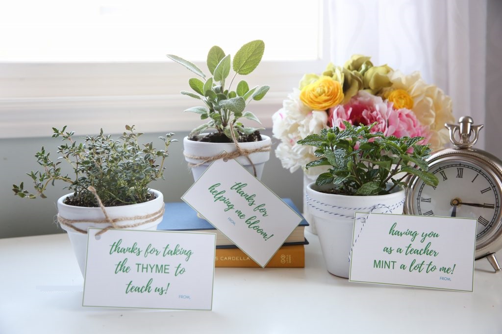 Plantas para nacimientos ideas que funcionan - FloreStore